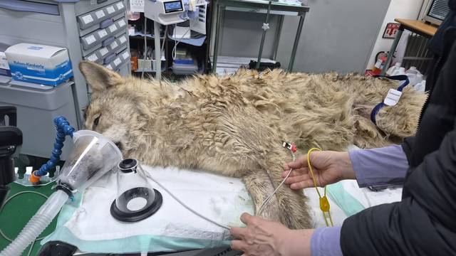 후송된 늑구가 산소마스크를 쓰고 바이탈 체크를 받고 있다.  대전시 및 오월드 제공