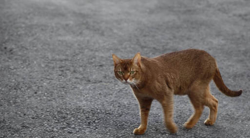 길고양이 [연합]