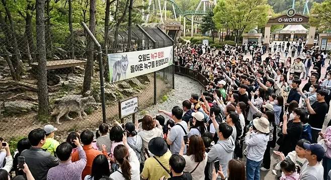 돌아 온 늑구를 보기 위해 오월드에 인파가 몰린 모습을 연출한 인공지능(AI) 생성 이미지. [더쿠 갈무리]