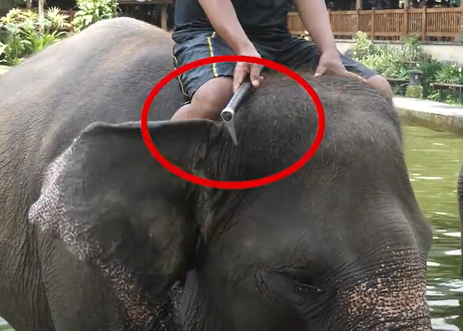 인도네시아 발리의 한 코끼리 타기 관광지에서 사육사가 쇠꼬챙이로 코끼리의 머리를 찌르고 있다.[PETA 홈페이지 갈무리]