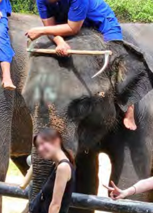태국 관광지에서 코끼리와 사진을 촬영하는 관광객. 사육사의 손에는 쇠갈고리가 있다.[WAP 보고서 갈무리]