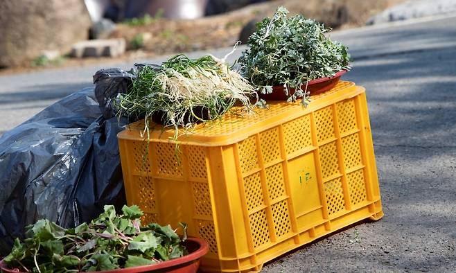 도로변에 놓인 봄나물. 도심 하천이나 도로 주변에서 채취한 나물은 중금속 등에 오염됐을 가능성이 있어 주의가 필요하다. 사진=클립아트코리아