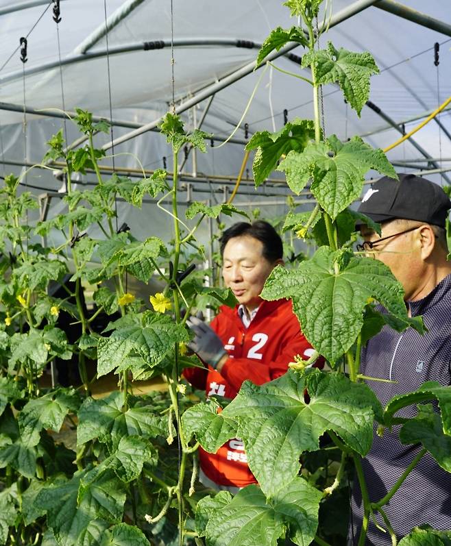 박찬우 국민의힘 충남 천안시장 후보가 오이 농가를 방문해 일손을 도우며 애로사항을 청취하고 있다. 박 후보 제공