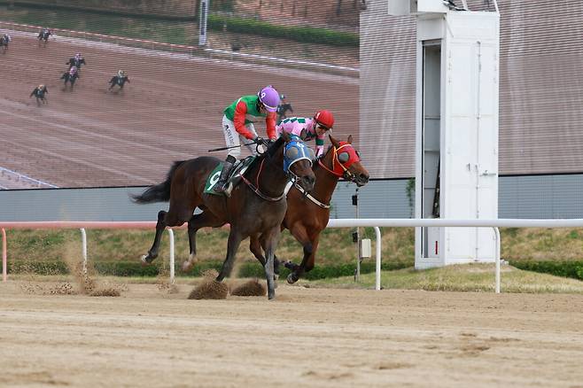 지난 12일 부경 6경주 제15회 TJK 트로피 경주에서의 9번 벌교의마술사(왼) 주행