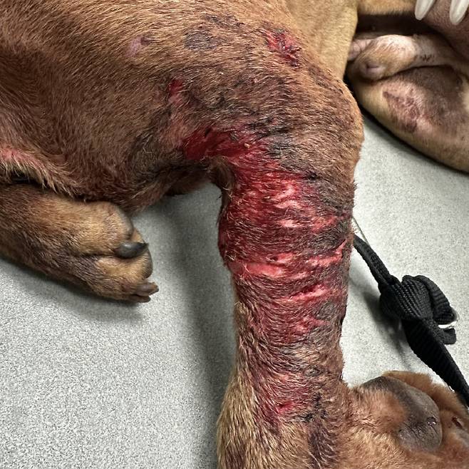 상처가 난 채로 약물을 투여받으며 링 위에 올려졌던 투견장 개의 다리. (사진=동물자유연대)