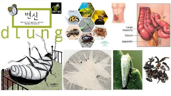 왼쪽 위에서부터 시계방향으로 카프카의 '변신' 소설 표지(삼성출판사),절지동물들 (블로그 - 다니엘 생명과학이야기), 충수 (Research Gate), 차벌레가 찻잎을 갉아 먹은 부분 (CNN travel), 좀벌레가 보이차 포장지를 갉아 먹은 모습 (공부차). 사진=유영현 제공