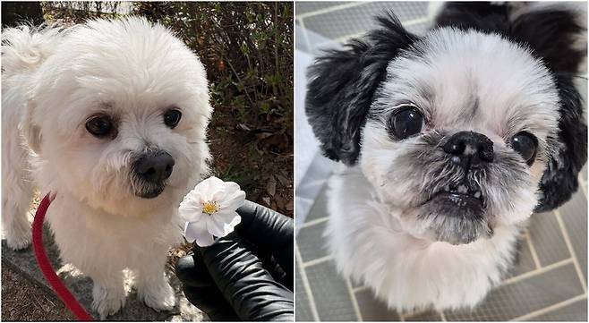 오랜 시간 방치된 채 같은 집에서 구조된 누네(왼쪽)와 띠네(독자 제공) ⓒ 뉴스1