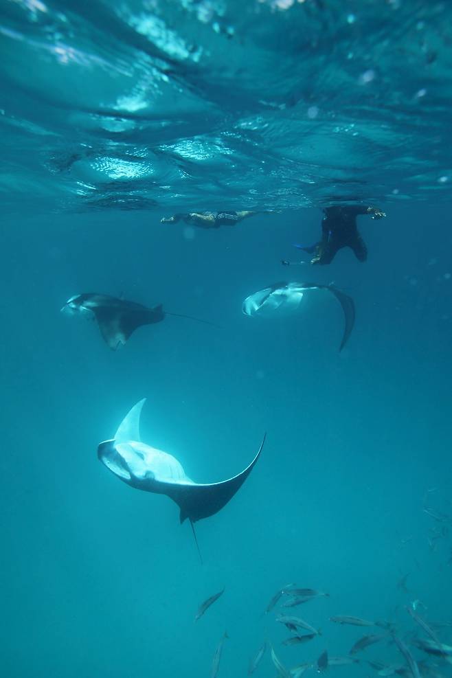 5월부터 11월까지 이어지는 남서풍 기간에는 만타가오리를 만날 수도 있다. /NH컬렉션 몰디브 리티 리조트