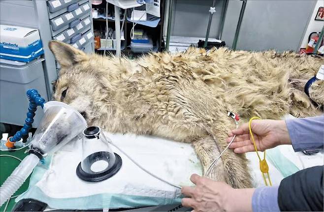 대전 오월드 동물원을 탈출한 늑대 ‘늑구’가 17일 집으로 돌아왔다(위 사진). 아래 사진은 포획 직후 건강 검진을 받는 늑구. 꾀죄죄한 모습이다. /대전오월드