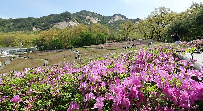 2026 불암산 철쭉제가 개막한 지난 16일 불암산 힐링공원 철쭉 모습. 주최측은 다음주 초 만개를 예상했다. 강정현 기자