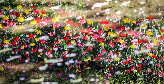 불암산에서 흘러내리는 계곡에 조성된 수변공원의 튤립이 물에 비춰 일렁이고 있다. 강정현 기자