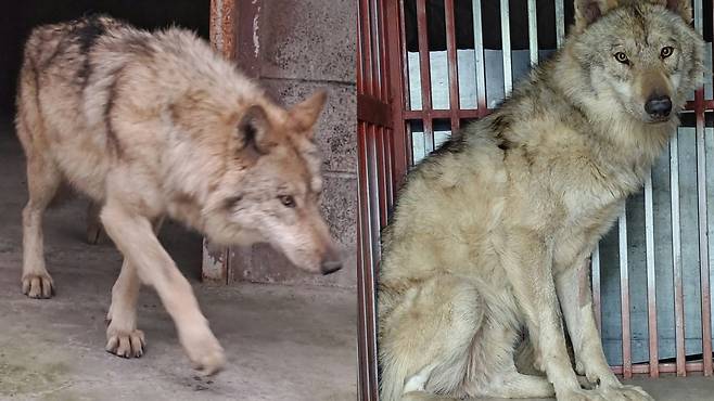 병원 다녀온 뒤 회복 중인 늑구. [대전오월드]