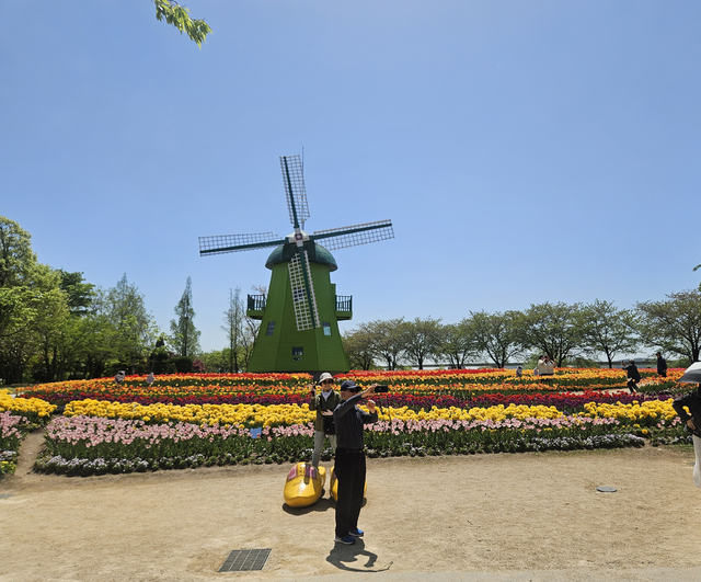 튤립 앞에서 기념 사진은 필수다.
