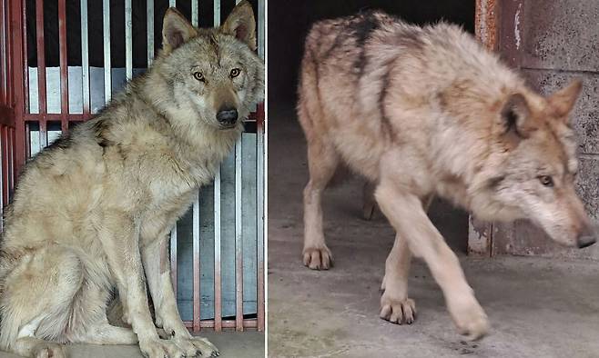 17일 대전 중구 오월드에서 탈출한 늑대 '늑구'가 외부 의료기관에서 치료를 받고 회복중인 모습. 늑구는 지난 8일 오전 9시 30분께 오월드 사파리 내 철조망 아래를 파고 탈출해 10일 만인 17일 오전 0시 44분께 마취총을 이용해 최종 포획에 성공해 시설로 돌아왔다. 뉴스1=대전시 제공