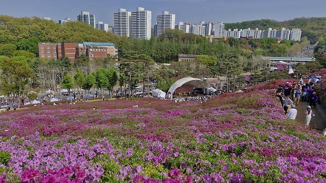 연분홍빛 철쭉 피기 시작한 군포 철쭉동산  : 사진 = 손대선 기자