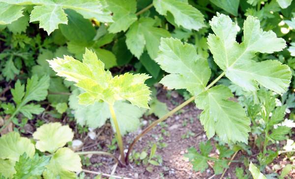 소연평도 에누리(어수리)나물 [사진=김용구 더좋은경제연구소 소장]