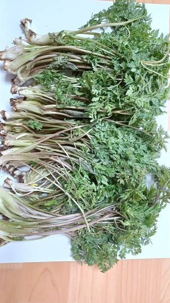 소청도 천호나물 [사진=김용구 더좋은경제연구소 소장]