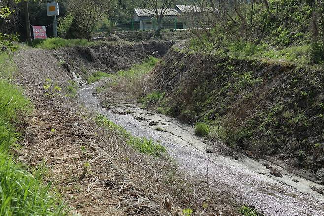 17일 새벽 포획된 늑대 '늑구'가 중구 신봉리 개울을 오가며 달아났는데 높이 2m 제방을 쉽게 넘나들었다. &nbsp;(사진=임병안 기자)