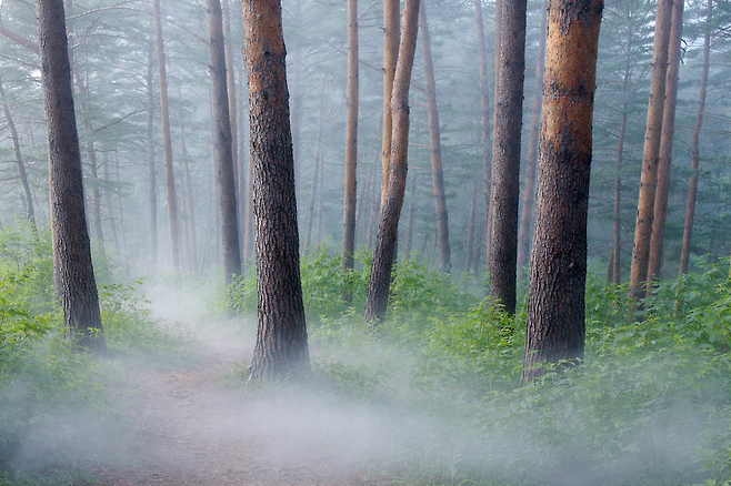 울진군 소나무숲길./ 울진군 제공