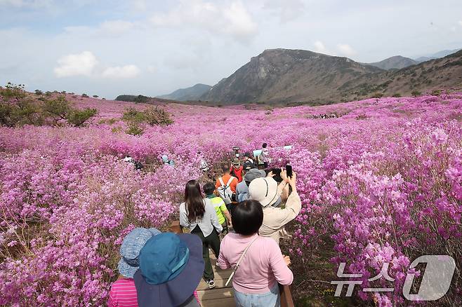 19일 대구 달성군 비슬산 대견사 인근 참꽃군락지에 곱게 핀 참꽃이 절정을 이룬 가운데 휴일을 맞은 시민들의 발길이 줄을 잇고 있다.  2026.4.19 ⓒ 뉴스1 공정식 기자