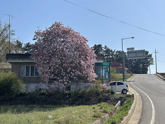 자목련이 만개한 시목마을 입구. 하명희 제공