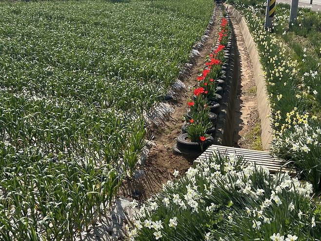 마을 산책을 하다 만나는 마늘밭 옆 수선화와 튤립. 하명희 제공