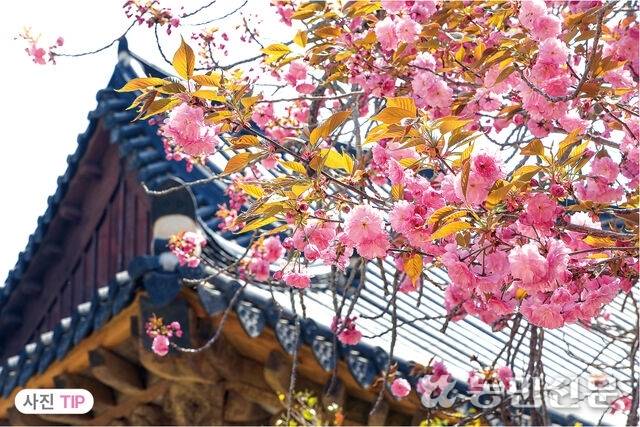 돌담·기와·처마 같은 전통적인 건축 요소가 꽃과 함께 어우러지도록 구도를 잡는다. 사진=백승철 프리랜서 기자