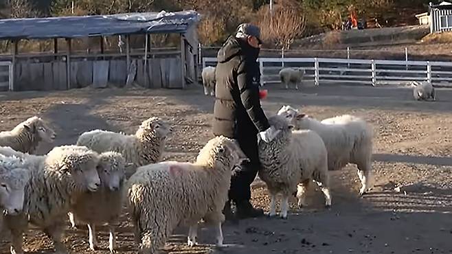 강원도 대관령의 폐교 운동장에서 80마리 양 떼의 끼니를 챙기며 스스로의 노년을 경영하는 78세 박 씨의 풍경이다. 골라듄다큐 화면 캡처