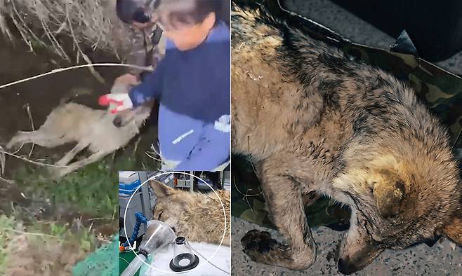 지난 8일 대전 오월드에서 빠져나간 늑대 ‘늑구’(2살)가 9일&nbsp;만에 생포됐다. 대전 CBS 영상 캡처