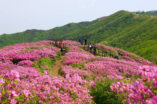 지리산의 꽃들이 활짝 피었다. 변하면서도 언제나 첫마음을 지닌 곳이다 _한국관광공사 제공