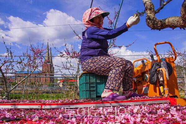 복숭아꽃 속아주기 작업을 하는 마을주민 / 사진_투어코리아 유지훈 기자&nbsp;