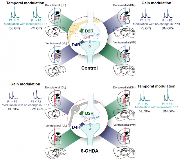 연구그림, 창백핵에서 도파민 조절의 '공간규칙'과 도파민 고갈 상태에서 발생하는 공간 규칙 재편. 창백핵은 뇌 깊숙한 곳에 있는 기저핵의 일부다.
