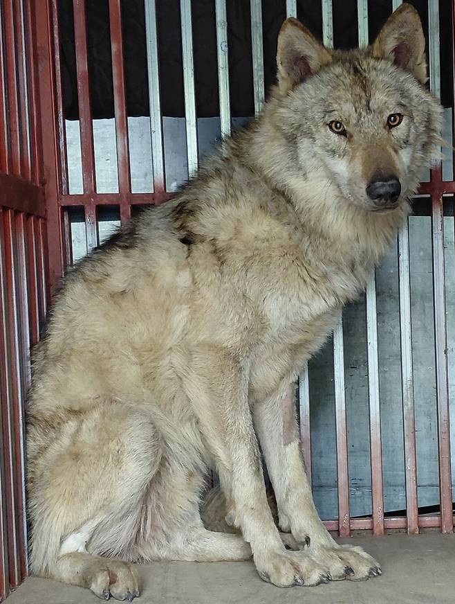 무사히 생포된 늑구의 모습. 대전시 제공