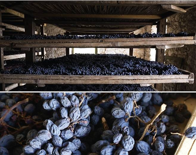 라티움 모리니 아마로네 포도 건조과정. 홈페이지