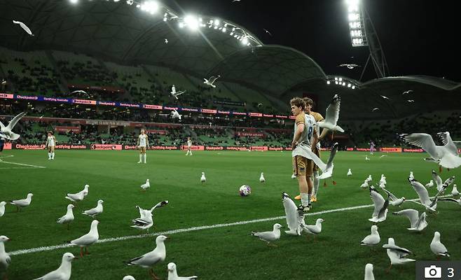 경기장을 덮친 갈매기 떼. /사진=더선 갈무리