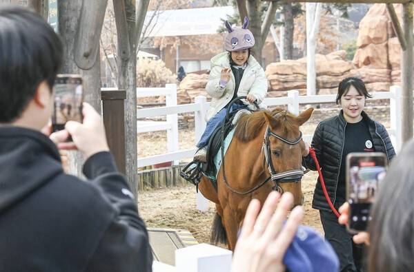 과천시 렛츠런파크 서울에서 2026 포니랜드 포니체험이 열려 방문객들이 조랑말과 함께 다양한 체험을 하고 있다.김태완 기자 lift@kihoilbo.co.kr