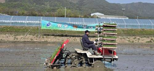 양구지역 올해 첫 모내기가 21일 양구읍 학조리 박봉화 씨 농가 논 3,778㎡에서 시작됐다.