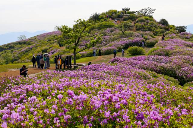 지난해 황매산 철쭉제 당시 만개한 철쭉 전경./합천군/