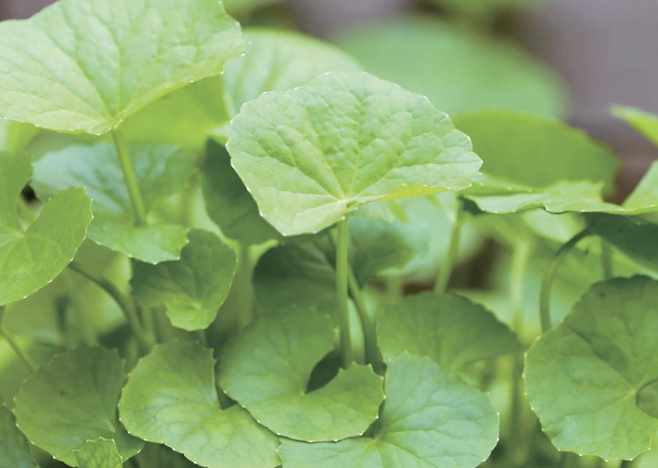 병풀. 한국민속대백과사전