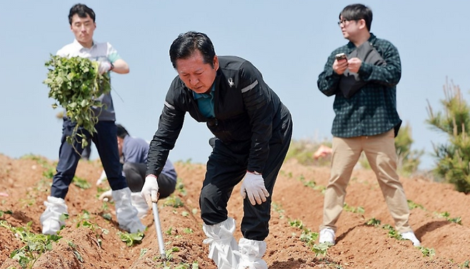 정청래 더불어민주당 대표가 21일 경남 통영시 욕지도 고구마 재배 현장을 찾아 고구마 순을 심고 있다. ⓒ연합뉴스
