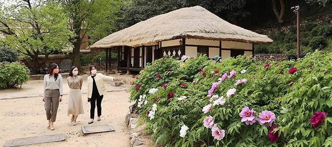 전남 강진군 강진읍 영랑생가를 찾은 관광객들이 마당에 핀 모란꽃을 감상하고 있다. 강진군 제공