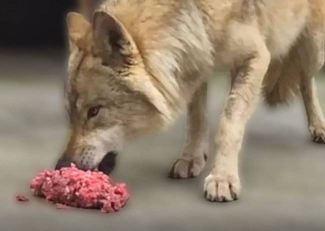 19일 늑구가 소고기 및 생닭 분쇄육을 섭취하고 있는 모습. 오월드 인스타그램 갈무리