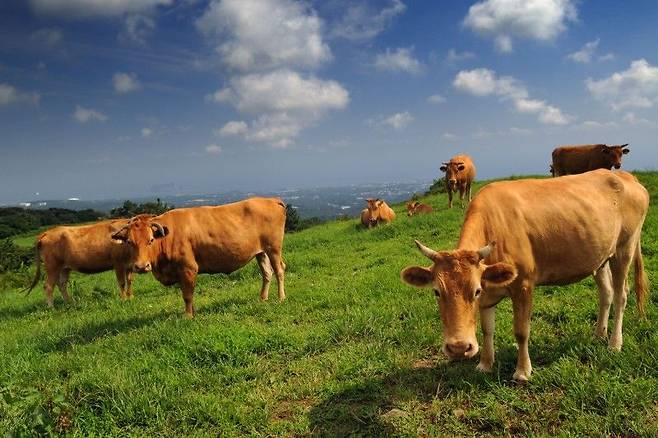 한우 모습. 한우자조금 제공