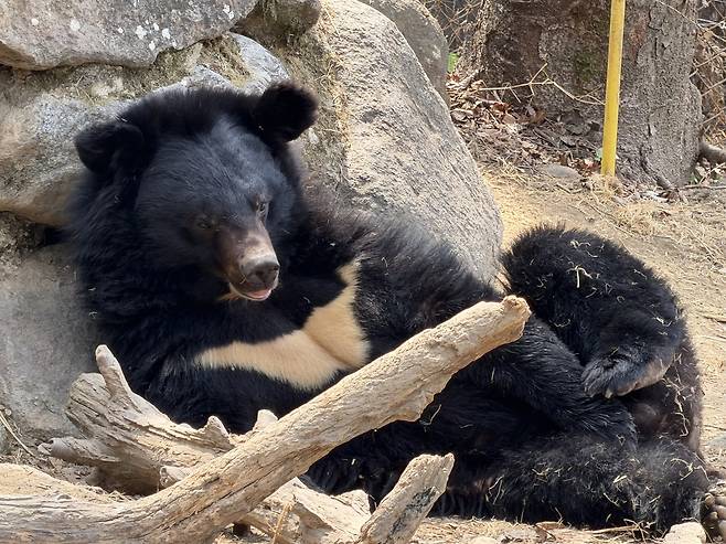 Asiatic black bears brought from Russia in 2020 [CHON KWON-PIL]