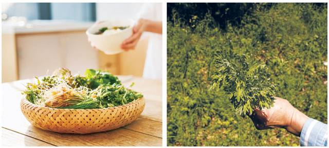 한국 식탁에 오른 봄나물. 우리처럼 야생 식재료를 연중 일상적으로 먹는 나라는 드물다. 오른쪽은 미국 야생에 자라는 쑥의 모습.     게티이미지뱅크