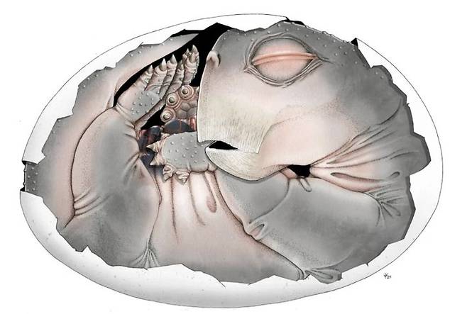 [서울=뉴시스]리스트로사우르스 알 속 배아의 복원도 (사진출처: 플로스원 홈페이지) 2026.04.20.