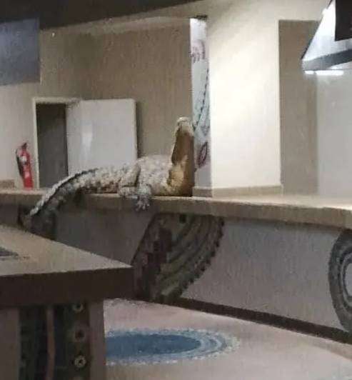 식당 카운터에 올라간 악어 [출처=A'Zambezi River Lodge 페이스북]
