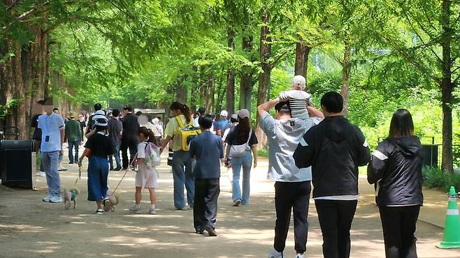 담양 메타세쿼이아 가로수길 ⓒ시사저널 정성환
