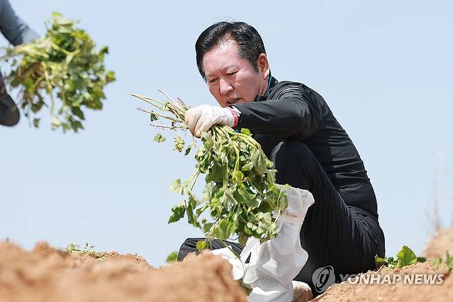 민주당 정청래 대표, 욕지도 고구마 재배 민생현장 방문 (통영=연합뉴스) 신현우 기자 = 더불어민주당 정청래 대표가 21일 경남 통영시 욕지도 고구마 재배 현장을 찾아 고구마 순을 심고 있다. 2026.4.21 nowwego@yna.co.kr