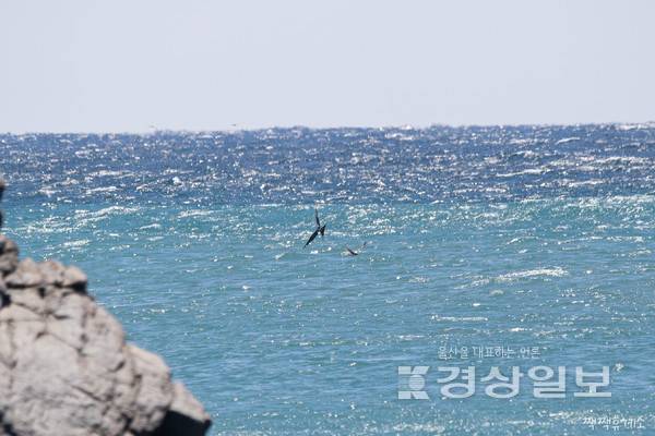 울산 대왕암공원 앞바다서 ‘군함조’ 포착